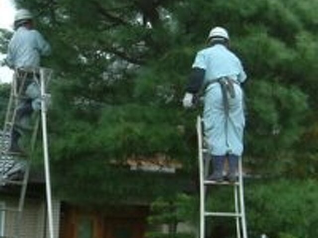 台中修剪樹木枝,台中樹木修剪公司