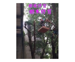 【高雄修剪樹木枝,鋸樹費用高雄】