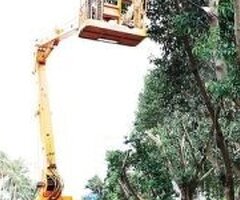 高雄修剪樹木枝,鋸樹費用高雄