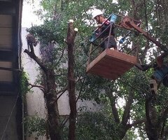 高雄修剪樹木枝,鋸樹費用高雄