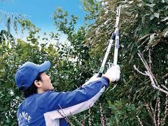 【高雄修剪樹木枝,鋸樹費用高雄】