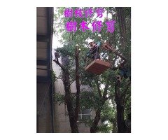 高雄樹木修剪,鋸樹費用高雄