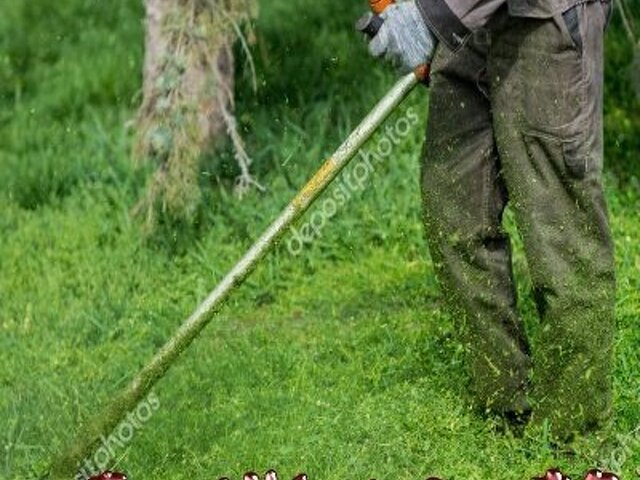 【高雄修剪樹木枝,鋸樹費用高雄】