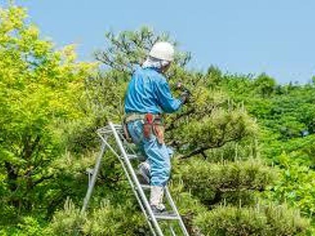 【高雄修剪樹木枝,鋸樹費用高雄】