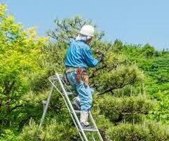 【高雄修剪樹木枝,鋸樹費用高雄】