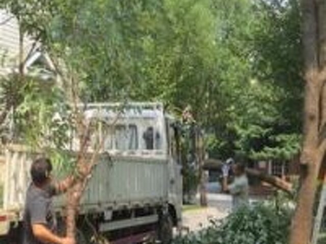 台中修剪樹木枝,台中樹木修剪公司