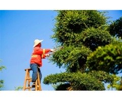 【台南修剪樹木】-【台南修剪樹木】