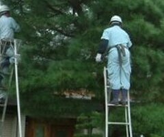 【高雄修剪樹木枝,鋸樹費用高雄】