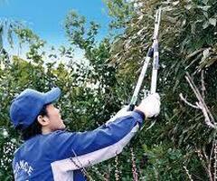 【高雄清潔公司修剪樹木】-割草-除草服務