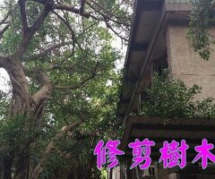 台中修剪樹木枝,台中樹木修剪公司