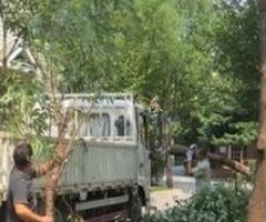 【高雄修剪樹木枝,鋸樹費用高雄】-割草-除草服務
